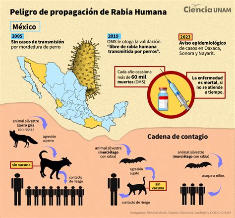 Peligro De Propagaci N De Rabia Humana