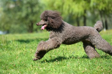 Poodle Dog Breed: 5 Surprising Poodle Facts To Know | PawTracks