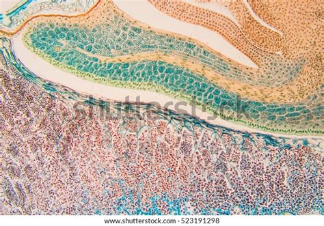 Corn Seed Longitudinal Section Endosperm Flowering Stock Photo