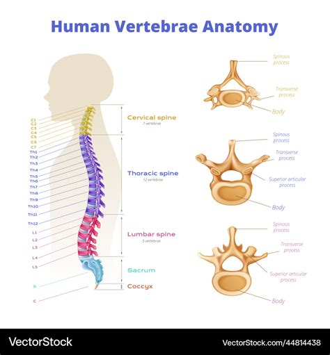 Human Vertebrae Anatomy Infographics Royalty Free Vector