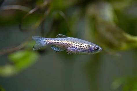 Danio - Leopard (Danio rerio) - Various – Aquarium Gallery