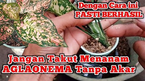 Jangan Takut Menanam AGLAONEMA Tanpa Akar Pakai Cara Ini Pasti