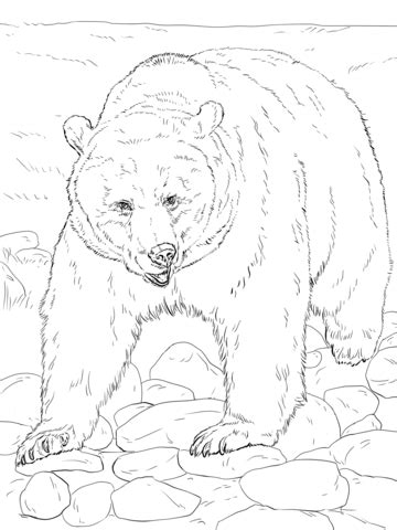 Brown Bear coloring page | Free Printable Coloring Pages