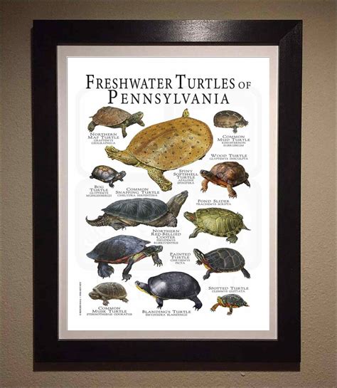 Freshwater Turtles Of Pennsylvania Poster Print Field Guide Etsy