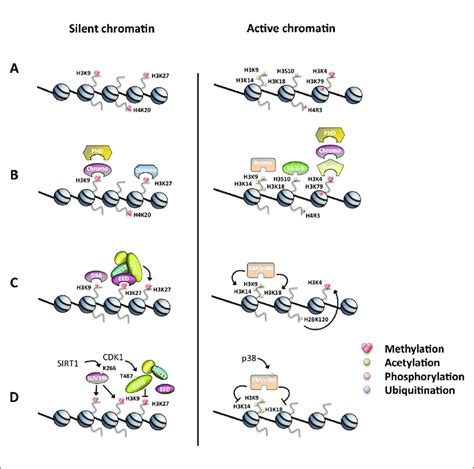 Histone Ptms Regulating Chromatin Dependent Processes A Specific