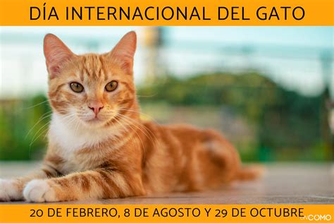 Día Internacional del Gato cuándo es y por qué se celebra 3 veces