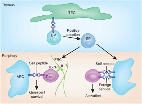 Normal T Cell Homeostasis The Conversion Of Naive Cells Into Memory