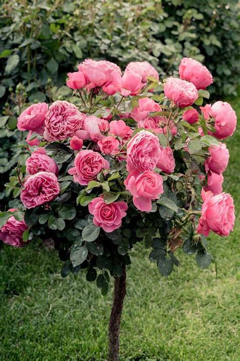 Rose Bush Varieties and The Process of Maintenance