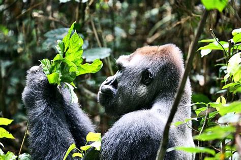 Loggers and poachers threaten wildlife in the Republic of Congo - Futurity