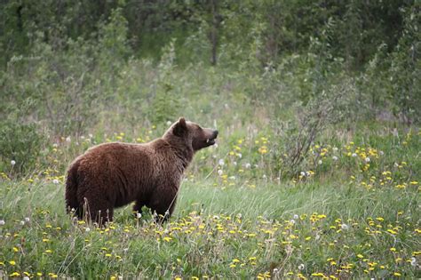 The Wildlife Of Rocky Mountain National Park Animals Network