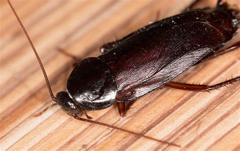 How To Get Rid Of Cockroaches A Comprehensive Guide For Louisville Homeowners