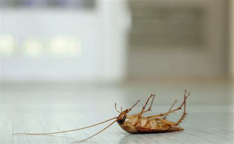 Keeping Your Home Roach Free Practical Tips For Effective Roach