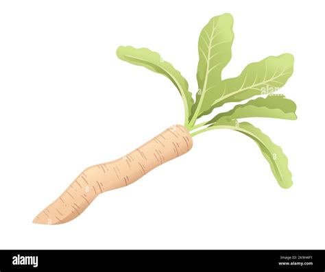 White Daikon Radish Root With Green Stem Cartoon Vegetable Plant Vector