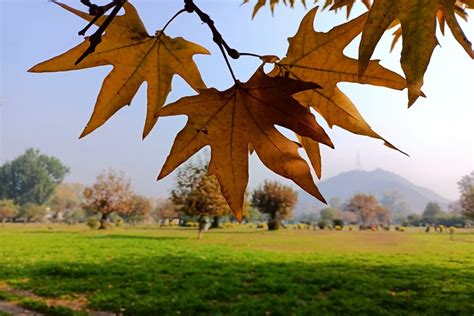 Arrival of Winters in Kashmir: Majestic Chinar Trees Add Beauty to The Valley. See Scenic Photos ...