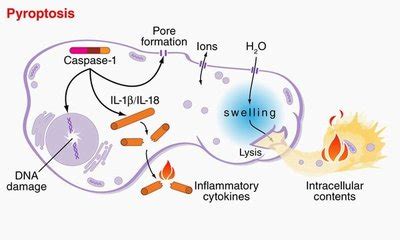 Study links cell death and inflammation | UW News