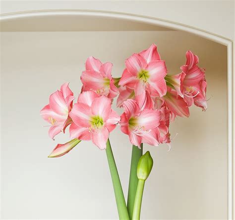 Amaryllis Rebecca This Fragrant Charmer Produces Sweet Pink Trumpets