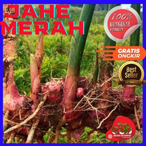 Jual Bibit Jahe Merah Jahe Merah Kg Jahe Merah Jahe Merah Segar Bibit