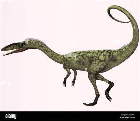 Coelophysis Profile Stock Photo Alamy