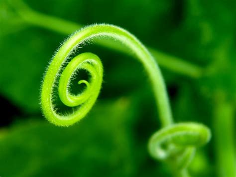 Tendril Freshness Green Color P Plants Extreme Close Up Nature