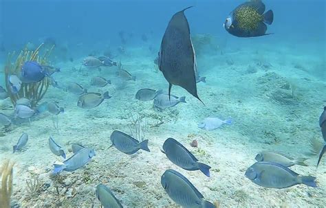 Suzanne's Ledge: Ultimate Pompano Beach Diving Guide