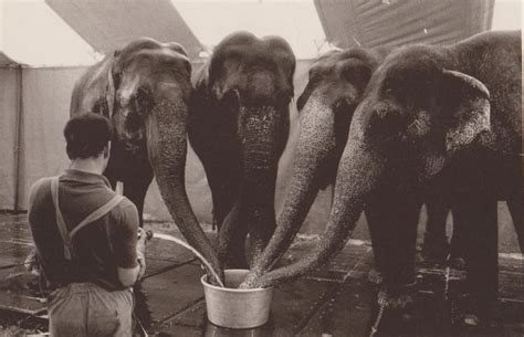 Elephant Feeding Upali Ch