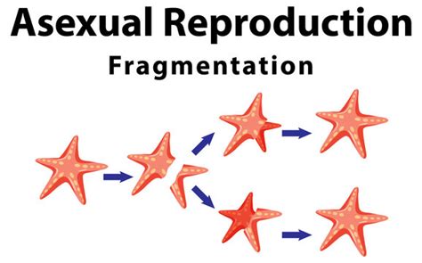 "Asexual Reproduction" Images – Browse 520 Stock Photos, Vectors, and ...