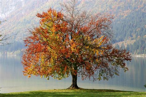 autumn tree Free Photo Download | FreeImages