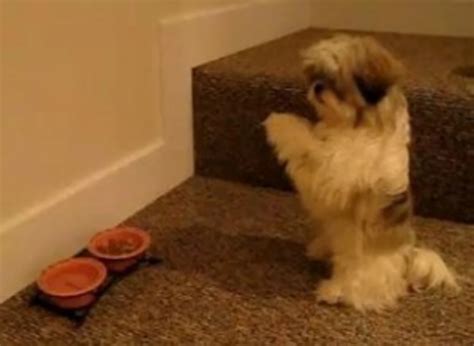 Dog Prays Before Eating [VIDEO]