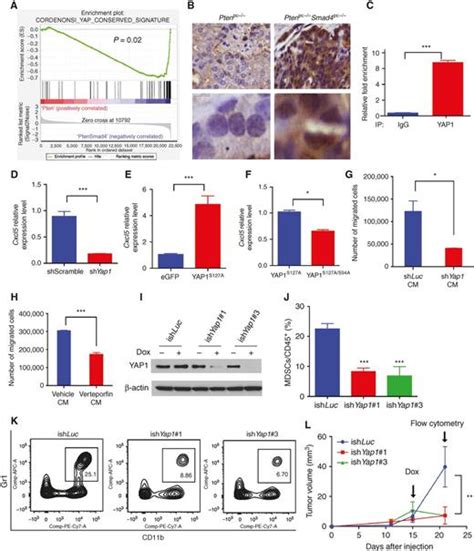 Targeting Yap Dependent Mdsc Infiltration Impairs Tumor Progression