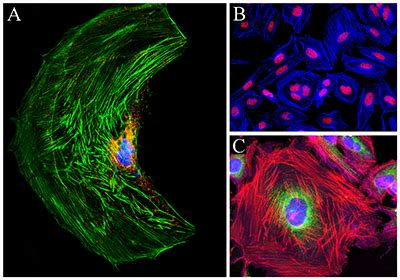 Fluorescent Phalloidin A Practical Stain For Visualizing Actin