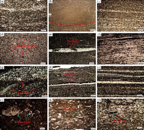 Thin Sections Showing The Typical Fine Grained Lithofacies Of The