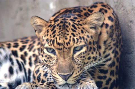 23 best Indochinese Leopard images on Pinterest | Leopards, Panther and ...