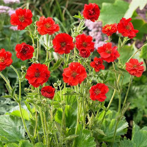 Geum Mrs Bradshaw Caragh Nurseries