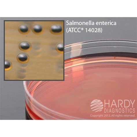 Hardy Diagnostic G50 Dry Culture Media Ss Agar Plate 90 Day Shelf