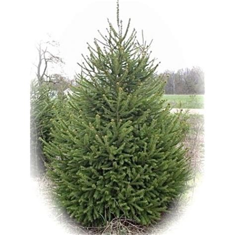 Norway Spruce Growth Rate Chart