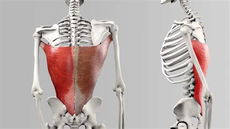 V reakci na rozhodně Urvat m latissimus dorsi Obchod Sponzorujte město