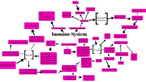 immune system concept map by brooke hall on Prezi