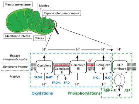 Schéma Du Fonctionnement De La Chaîne Respiratoire Mitochondriale En