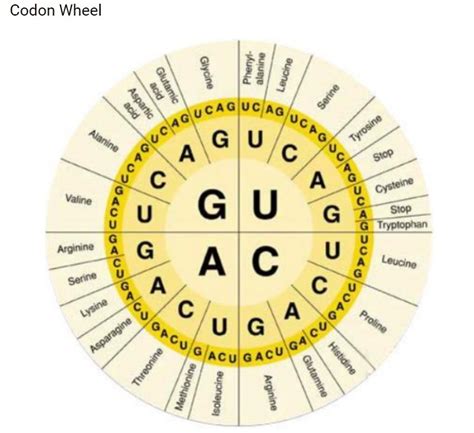 Codon Chart Printable