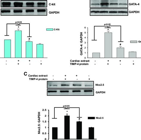 Expression Of Cardiac Specific Transcription Factors In The