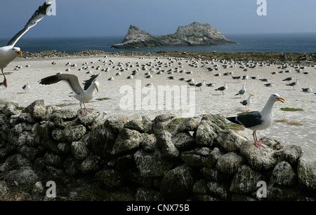 Southeast Farallon Island, Farallon Islands National Wildlife Refuge ...