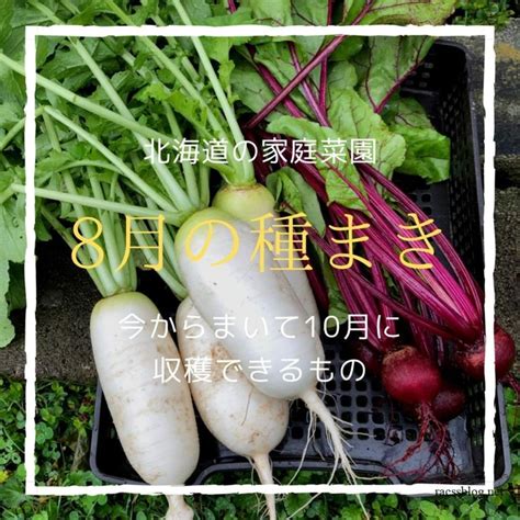 北海道で8月に植える野菜は大根とカブ＋葉物です 秋 野菜 タアサイ 大根