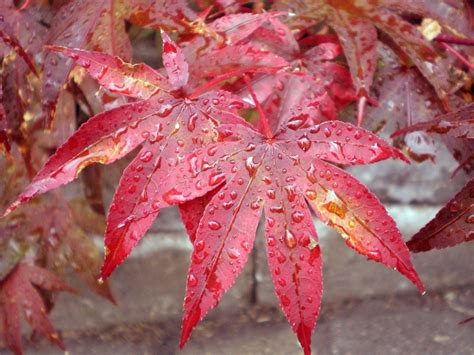 Free Images Nature Forest Branch Sunlight Fall Flower Japan