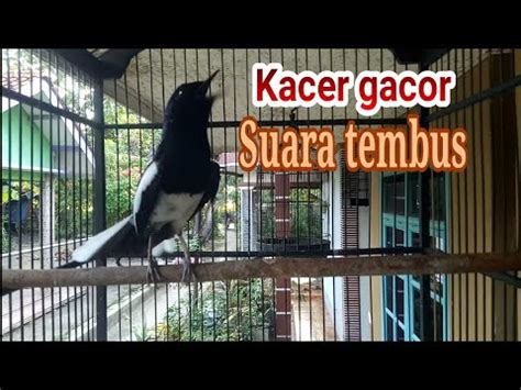 Dengar Suara Kacer Inih Kacer Lain Akan Lansung Emosi Youtube