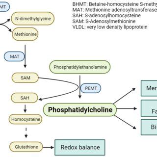 Phosphatidylcholine (PC) synthesis through one-carbon metabolism ...