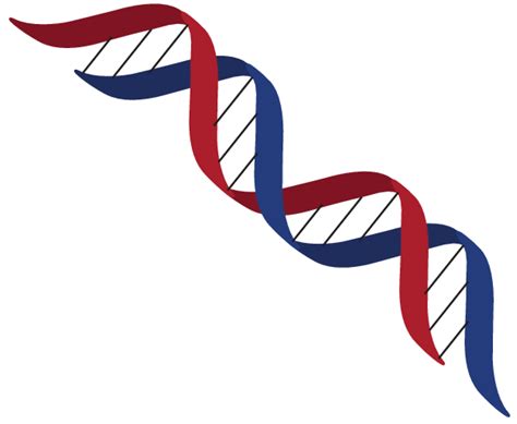 2 Double Helical Structure Of Dna Download Scientific Diagram