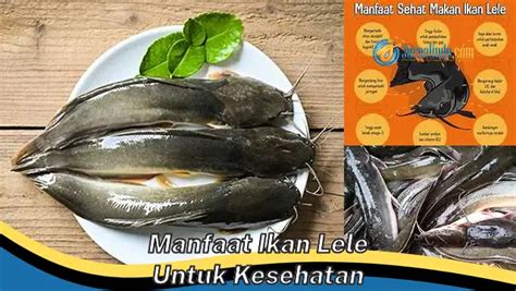 Nikmati 6 Manfaat Ikan Lele Untuk Kesehatan Yang Jarang Diketahui