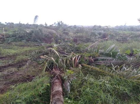 Pt Btiig Serobot Lahan Sawit Warga Di Morowali Infopena