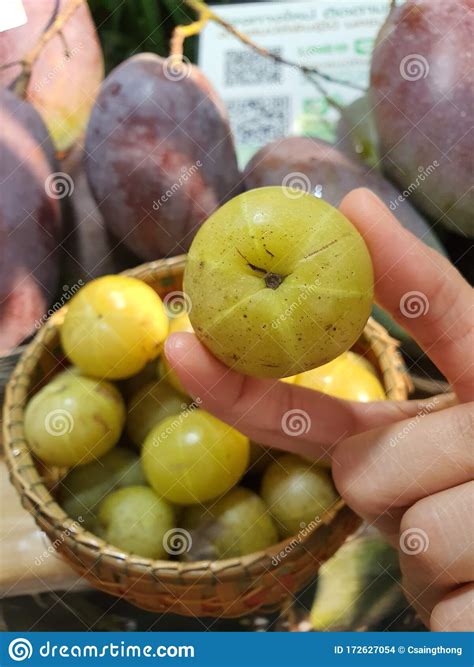 Giant Indian Gooseberry In Hand Stock Photo Image Of Indian Indiean