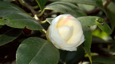 Camellia Varieties: 17 Different Camellia Plants to Grow at Home ...